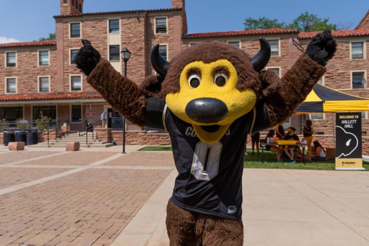 Chip the buffalo