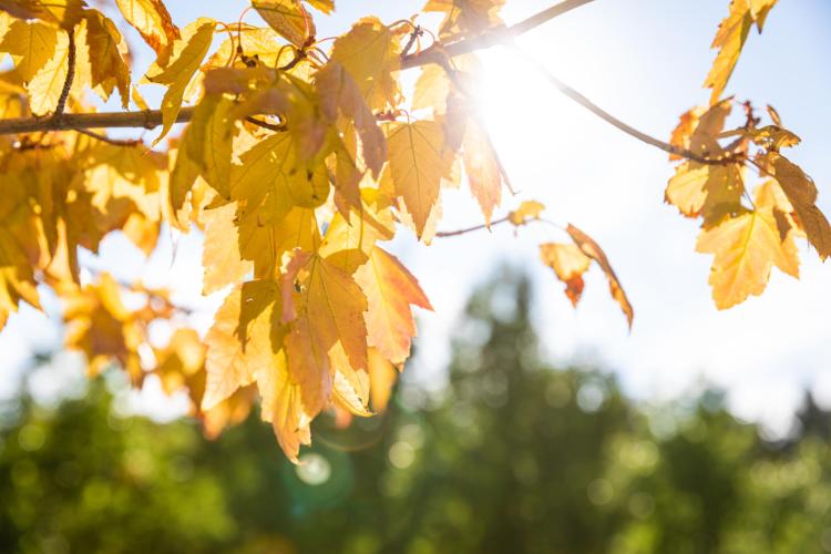 fall on campus