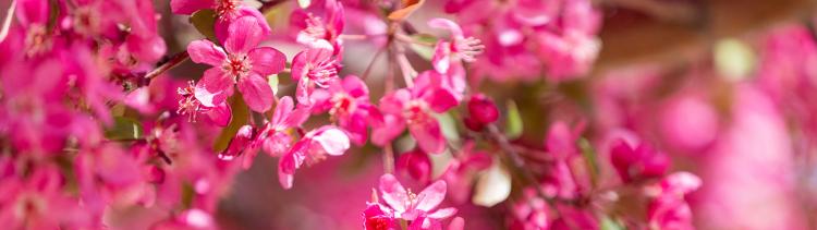Pink flowers