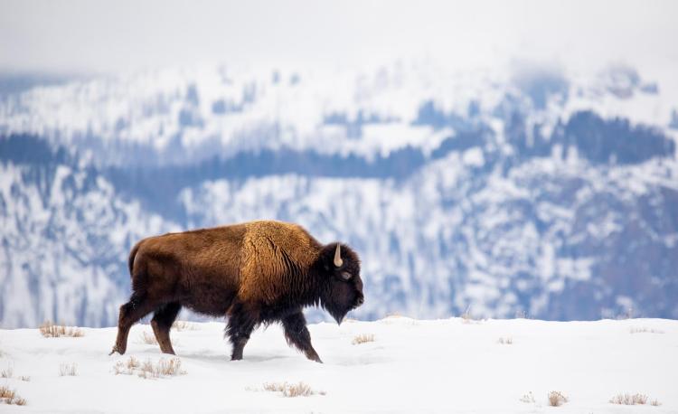 A buffalo walking in the snow