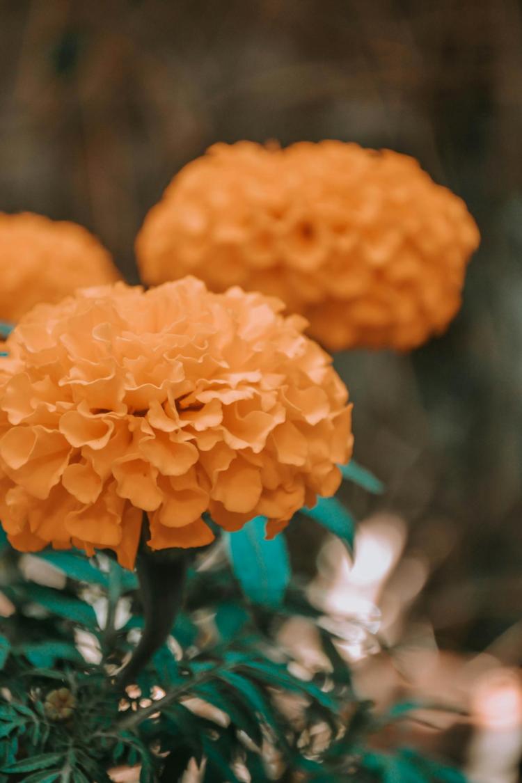 Marigold flower