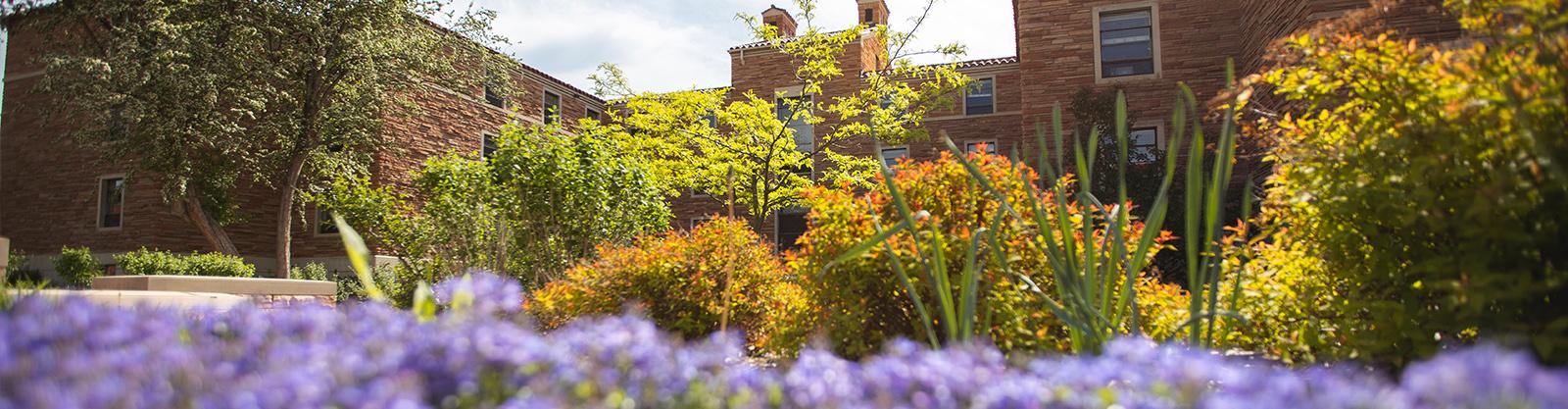 Purple flowers with brick building in the background