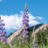Photo of lupine in bloom