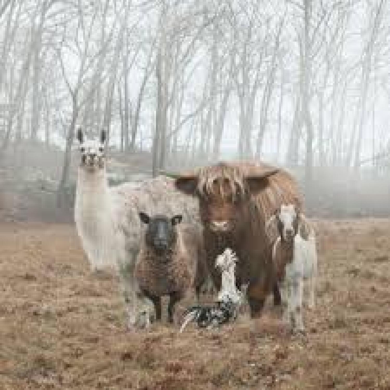 diversity