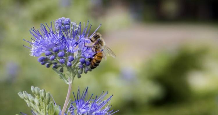 Bee pollinating a flower.