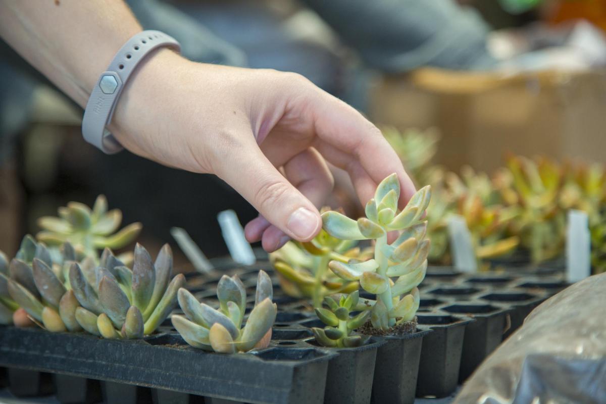 Hand touching the leaves of a potted succulent plant.