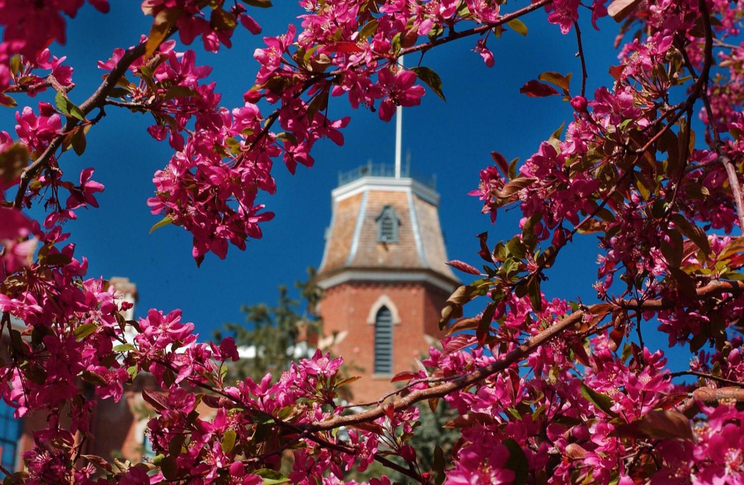 Photo of Old Main surrounded by spring blossoms on a clear sunny day.