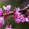 Crabapple flowers