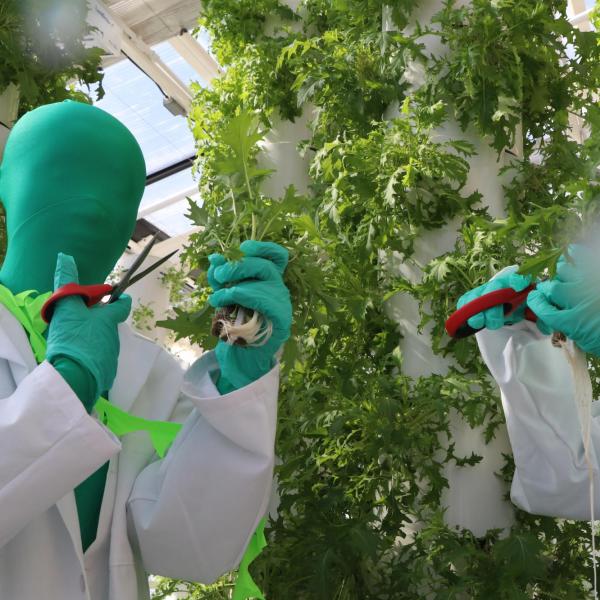 Two people in green suits in a greenhouse 