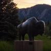 Buffalo Statue