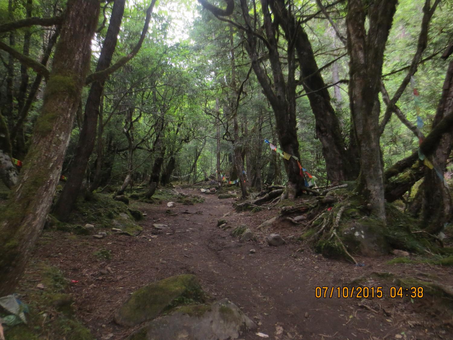 Many parts of the outer circumambulation are through old growth forest.