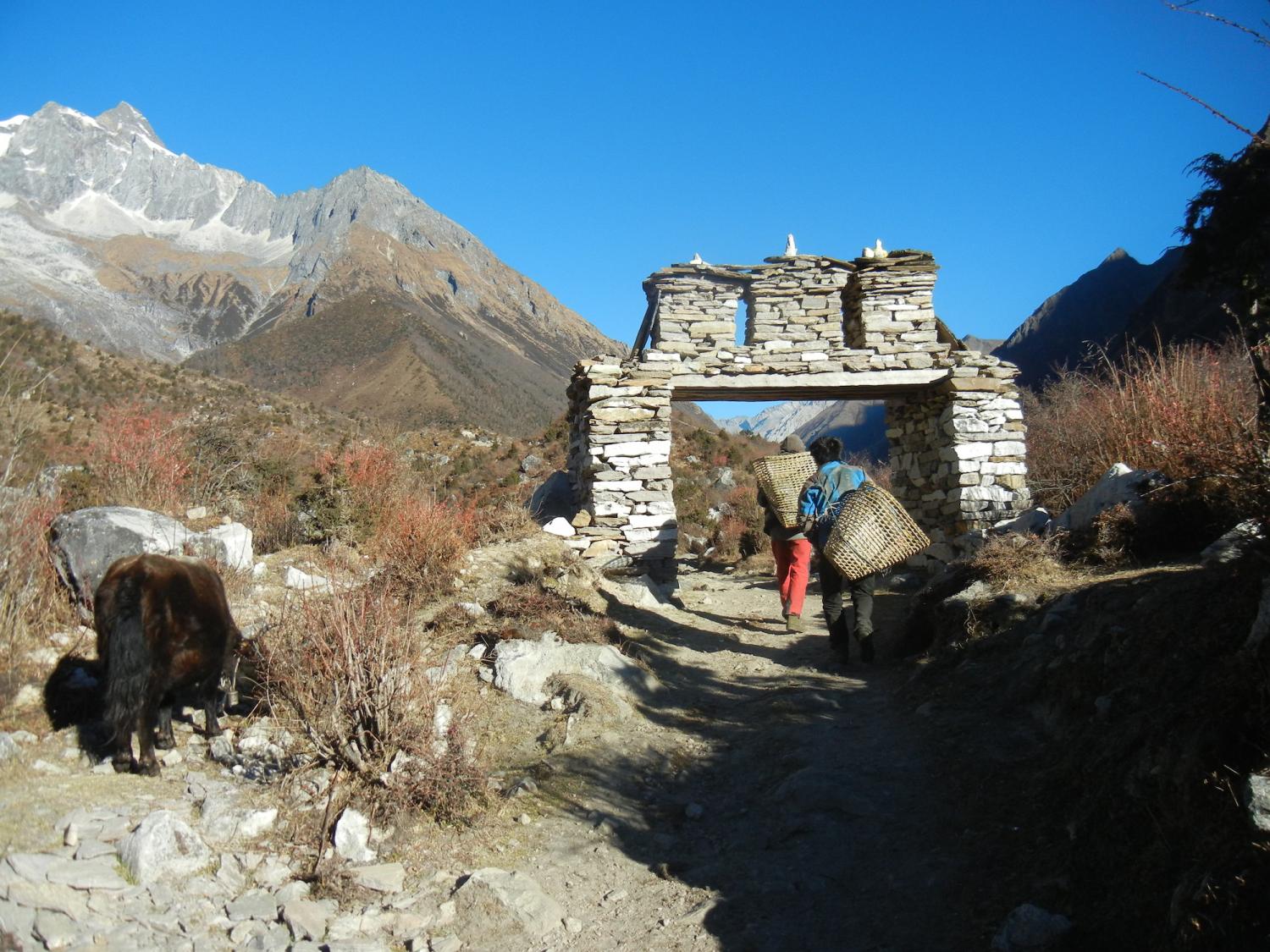 Firewood gatherers leaving the upper gate of Sama village while a yak grazes on the tundra