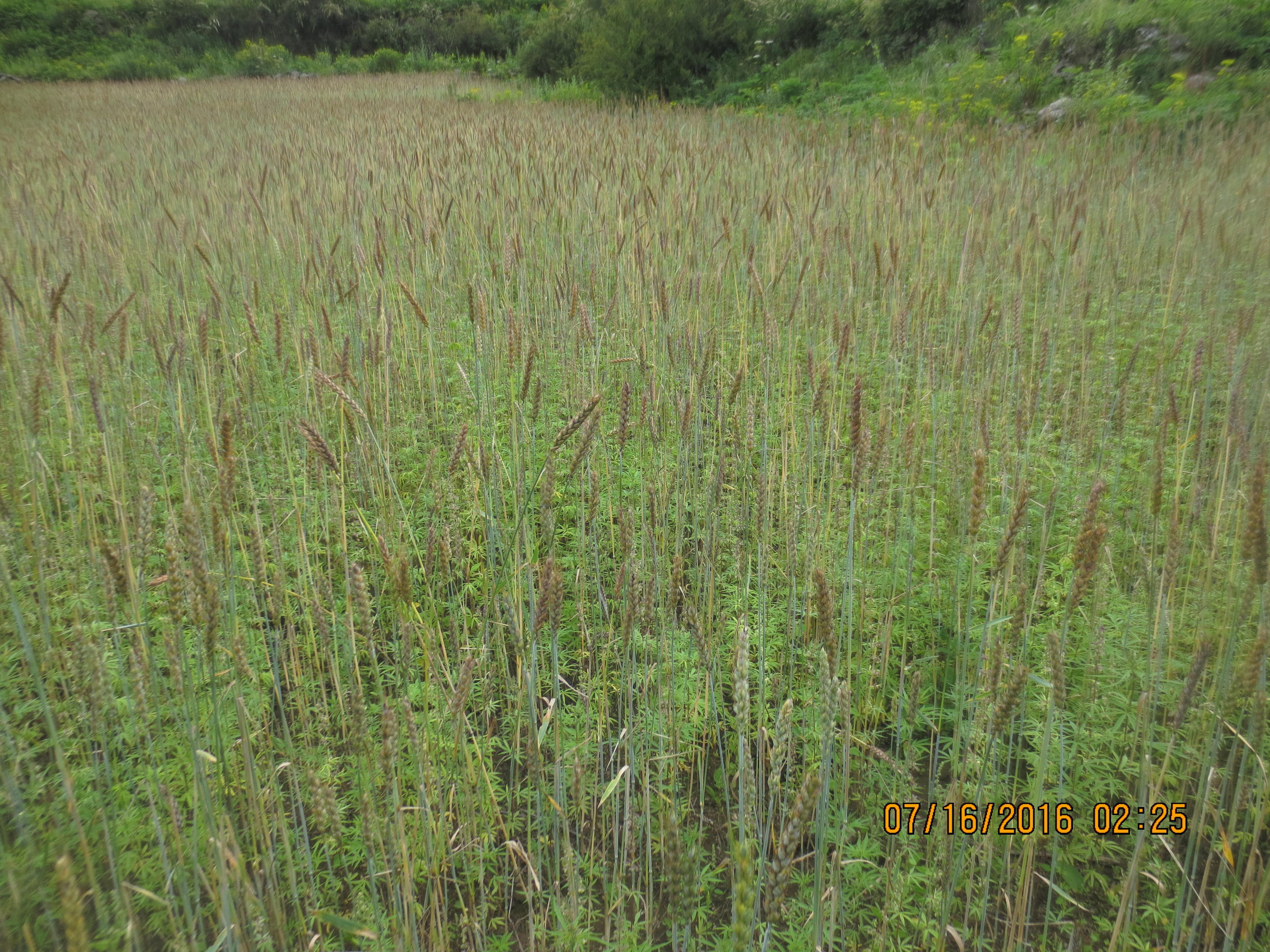 cannabis field
