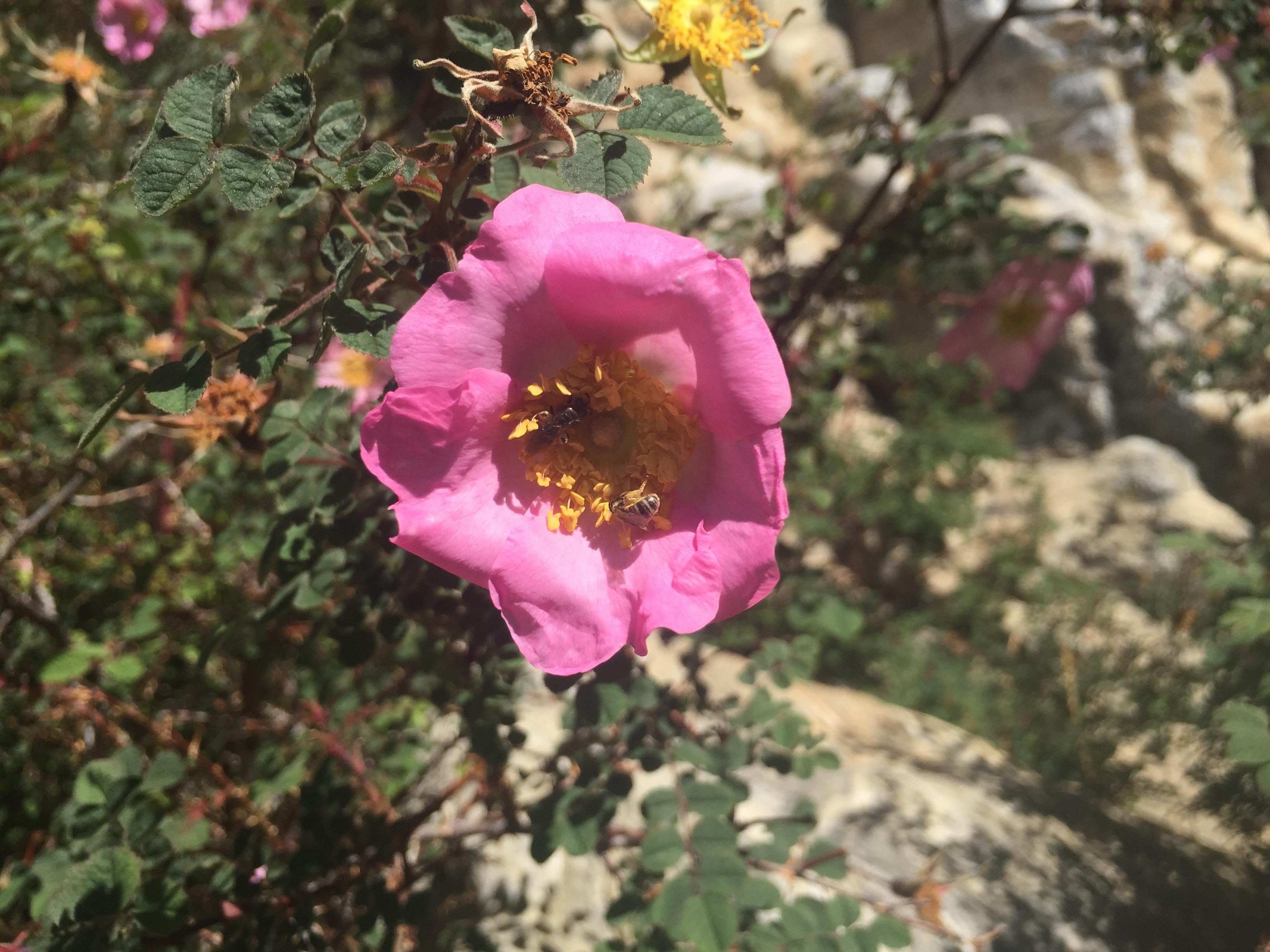 wild rose