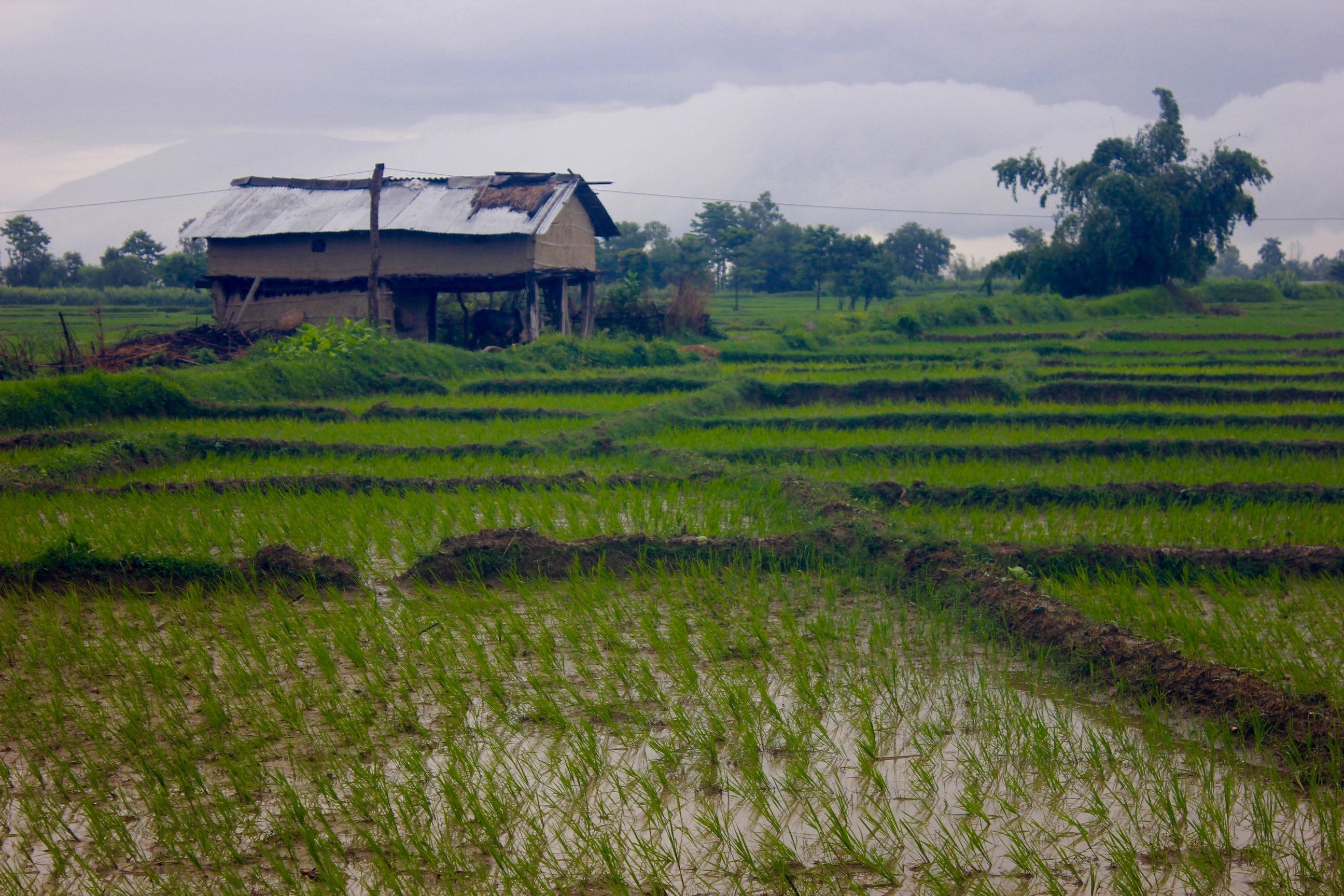 Agriculture in the Terai