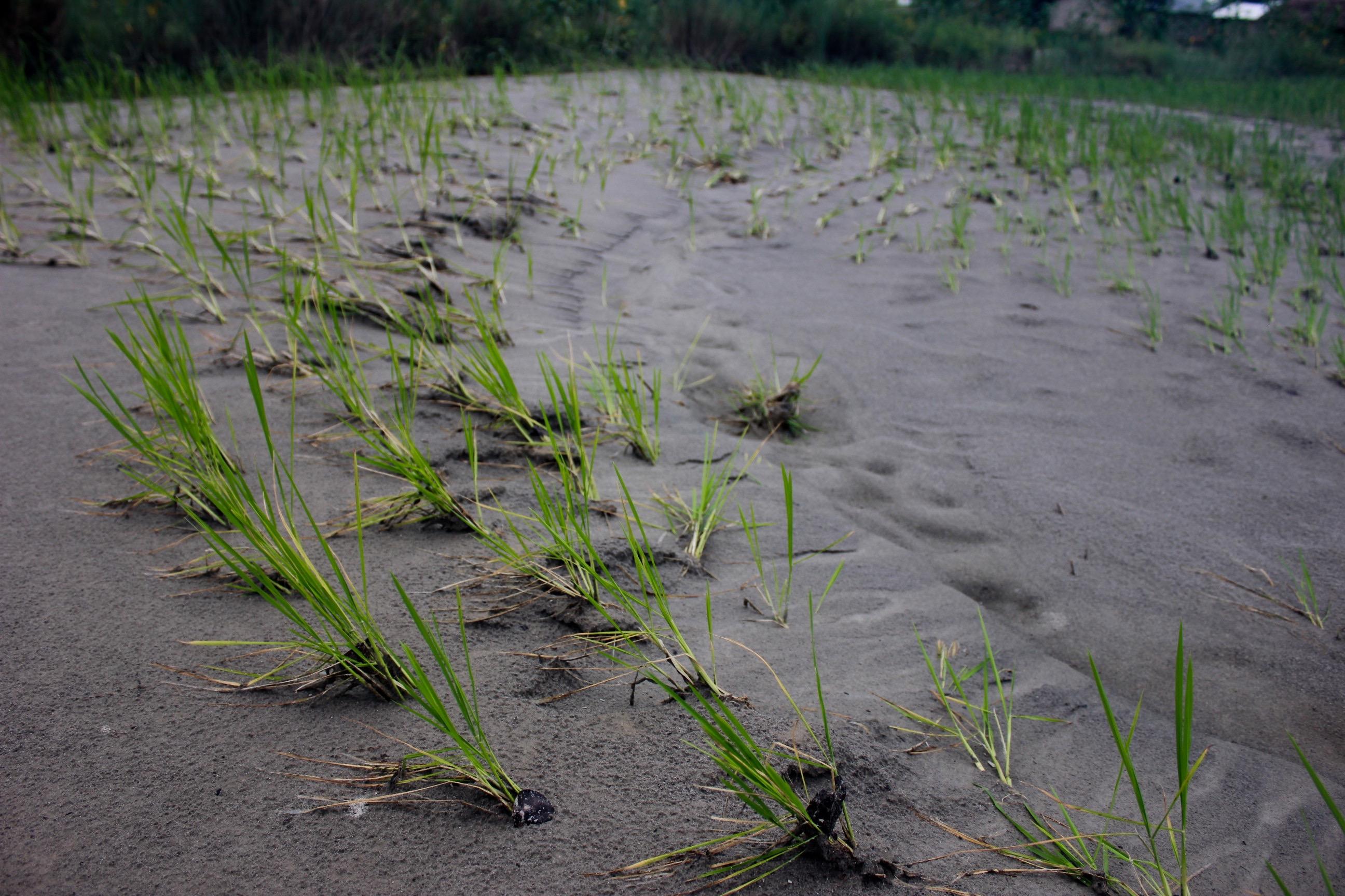 Suffocating Sand