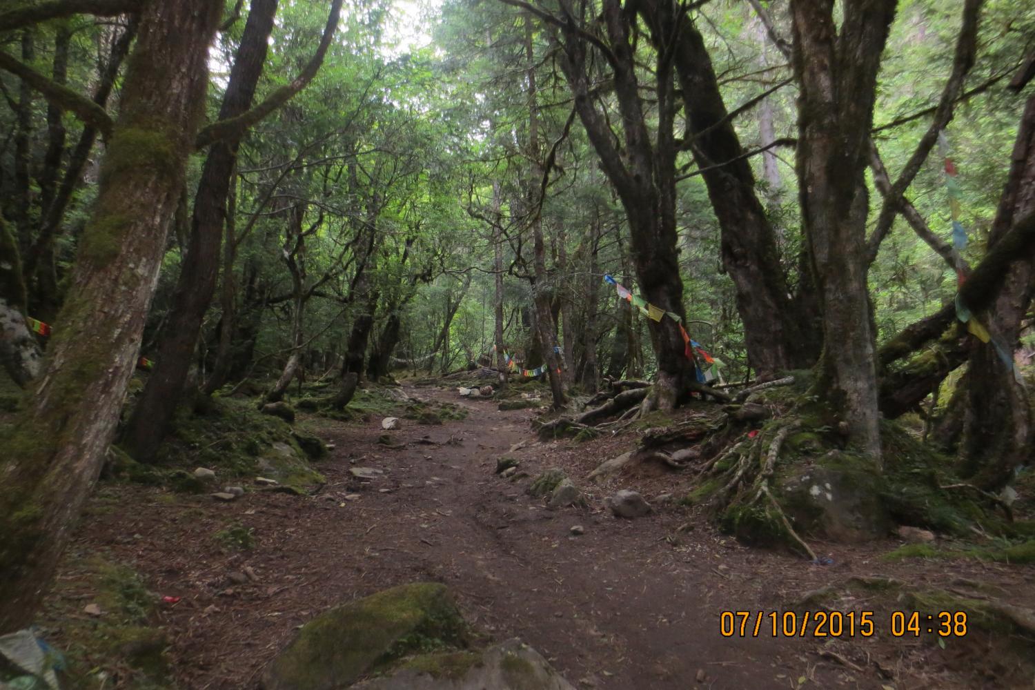 Many parts of the outer circumambulation are through old growth forest.