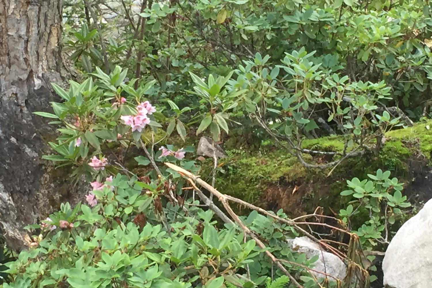 Rhododendrons