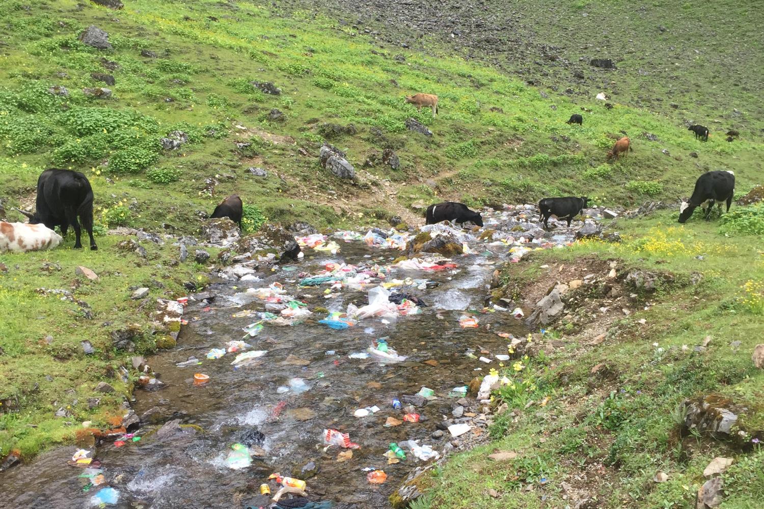 Unfortunate scene on the way down from Dokela. On the Yunnan side, there is more infrastructure including garbage cans tied to trees along the route and semi-regular collection as part of the management of the National Park, but on the TAR side, there is very little.