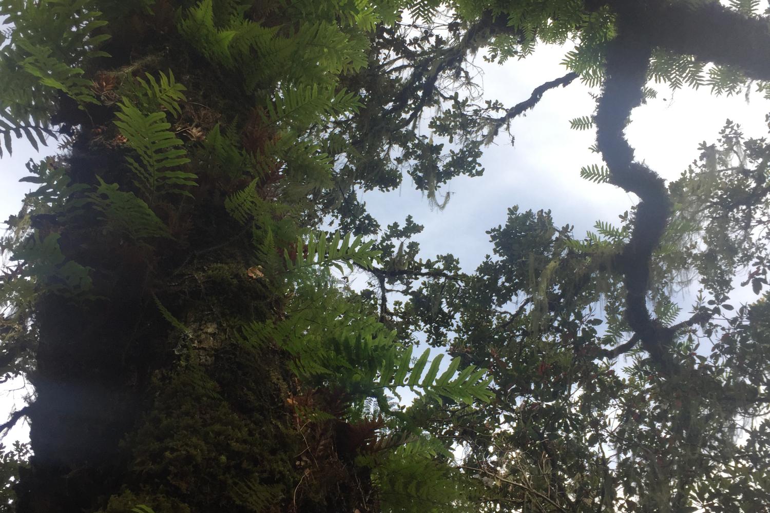 Epiphytes