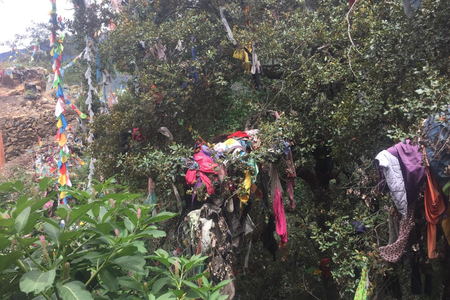 At Asela (lho ‘od gsal la), another smaller pass, pilgrims hang many clothes – new chubas, sweaters, pants, face masks, shirts, etc. -- on trees. Some say these are offerings for dead relatives and friends who might need them in the bar do while others say that one’s dead relatives follow one on the pilgrimage, and that by leaving the clothes there, the deceased are able to rest there rather than following for the whole journey. Still others stated that they believed that the clothes are used for one