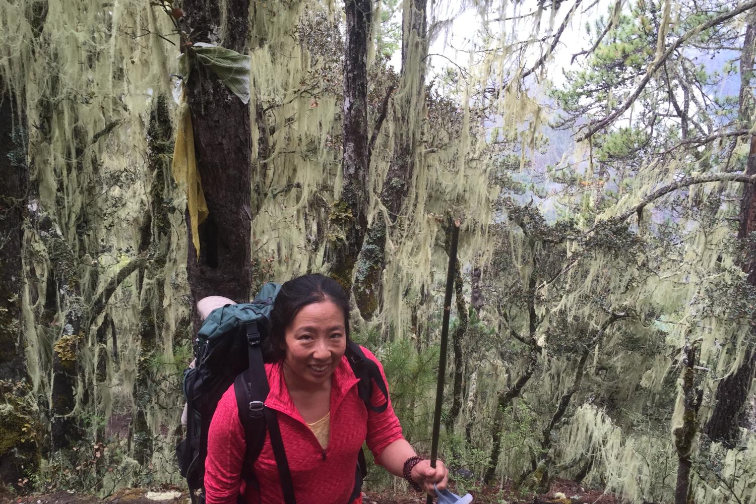 Tree lichens associated with old-growth temperate forests. These lichens constitute the main diet of the endangered Yunnan snub-nosed monkey.