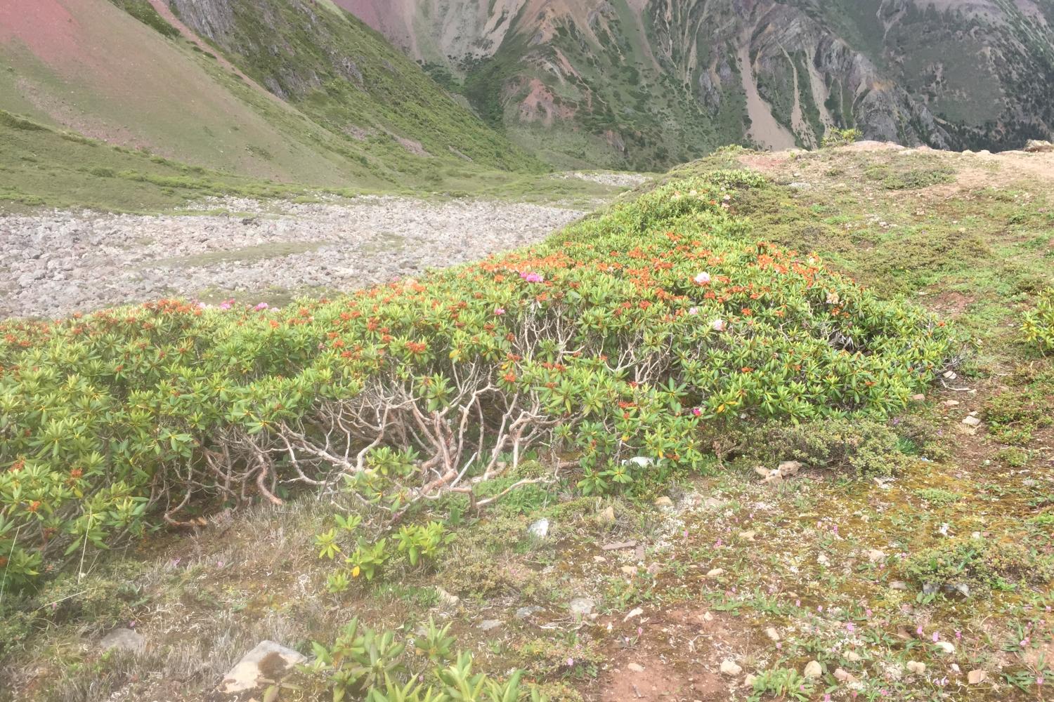 More rhododendrons