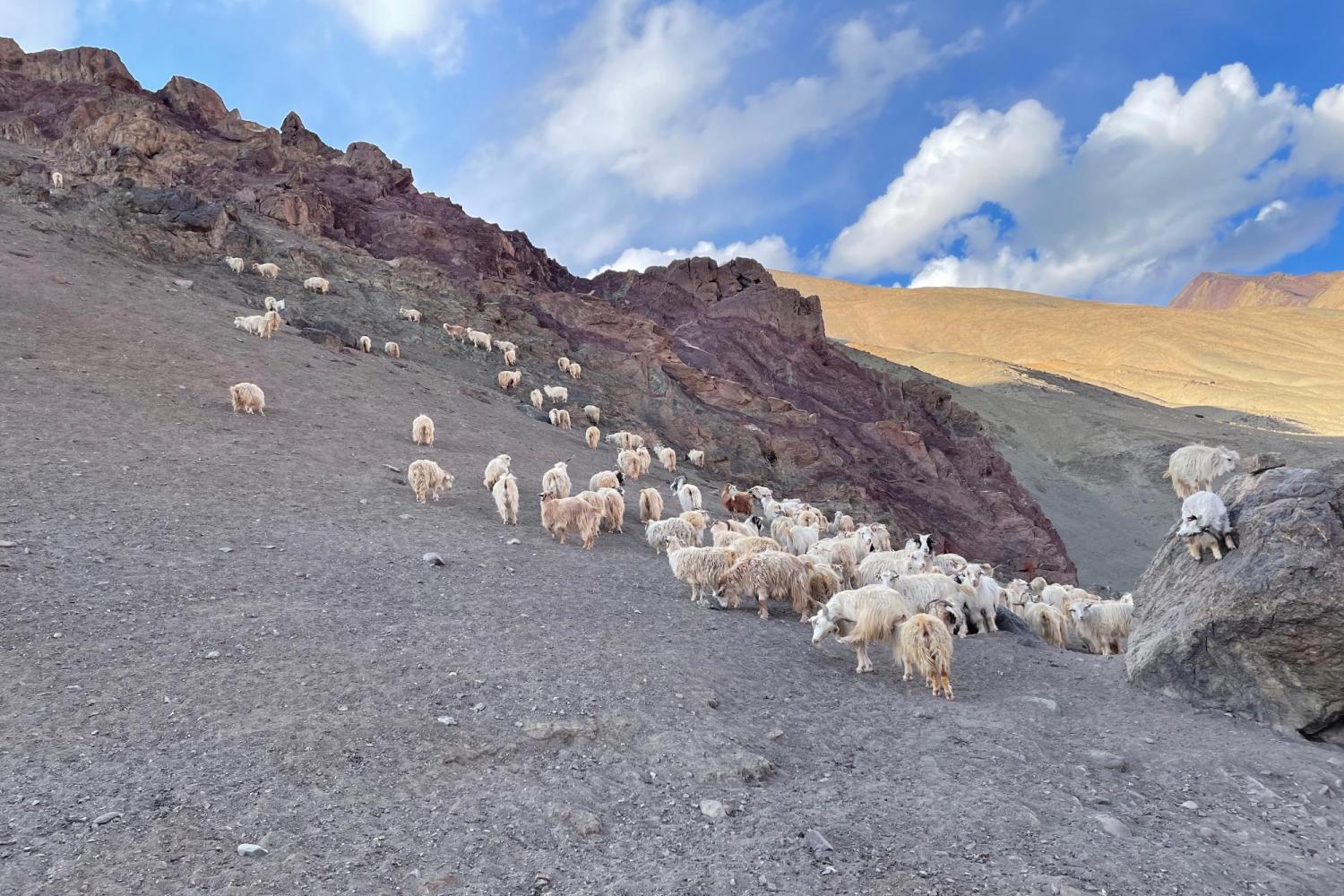 more goats