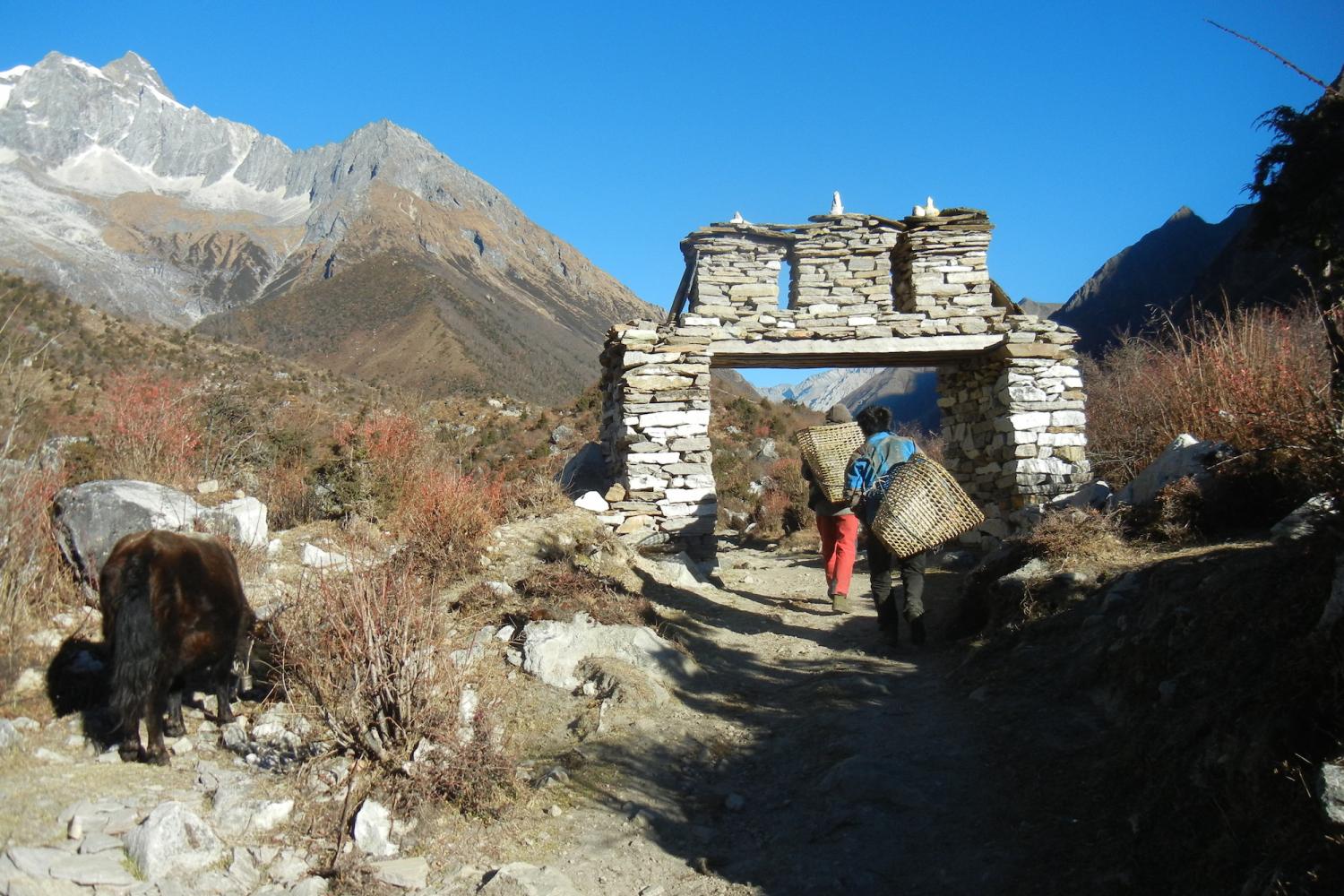 Firewood gatherers leaving the upper gate of Sama village while a yak grazes on the tundra