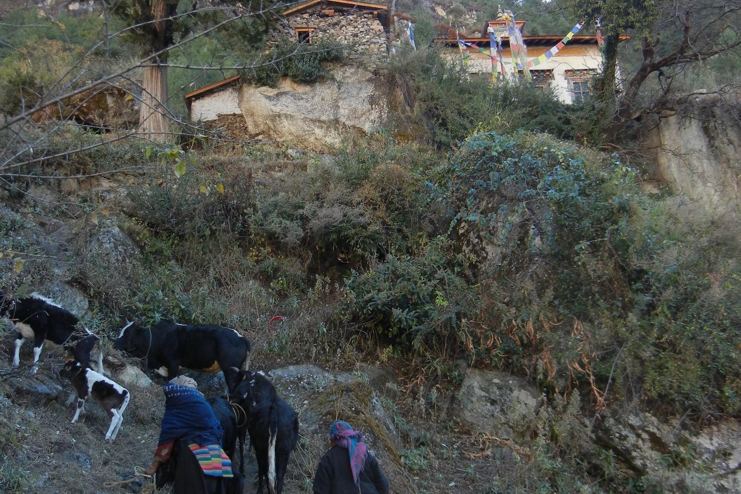 Women herding cattle