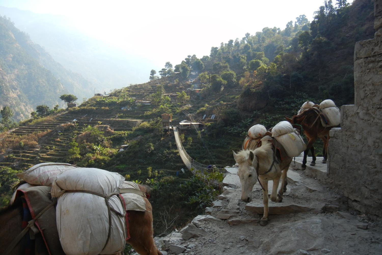 Mule train near Lhakpa, just below Nubri