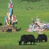 Yaks Grazing at Drongri
