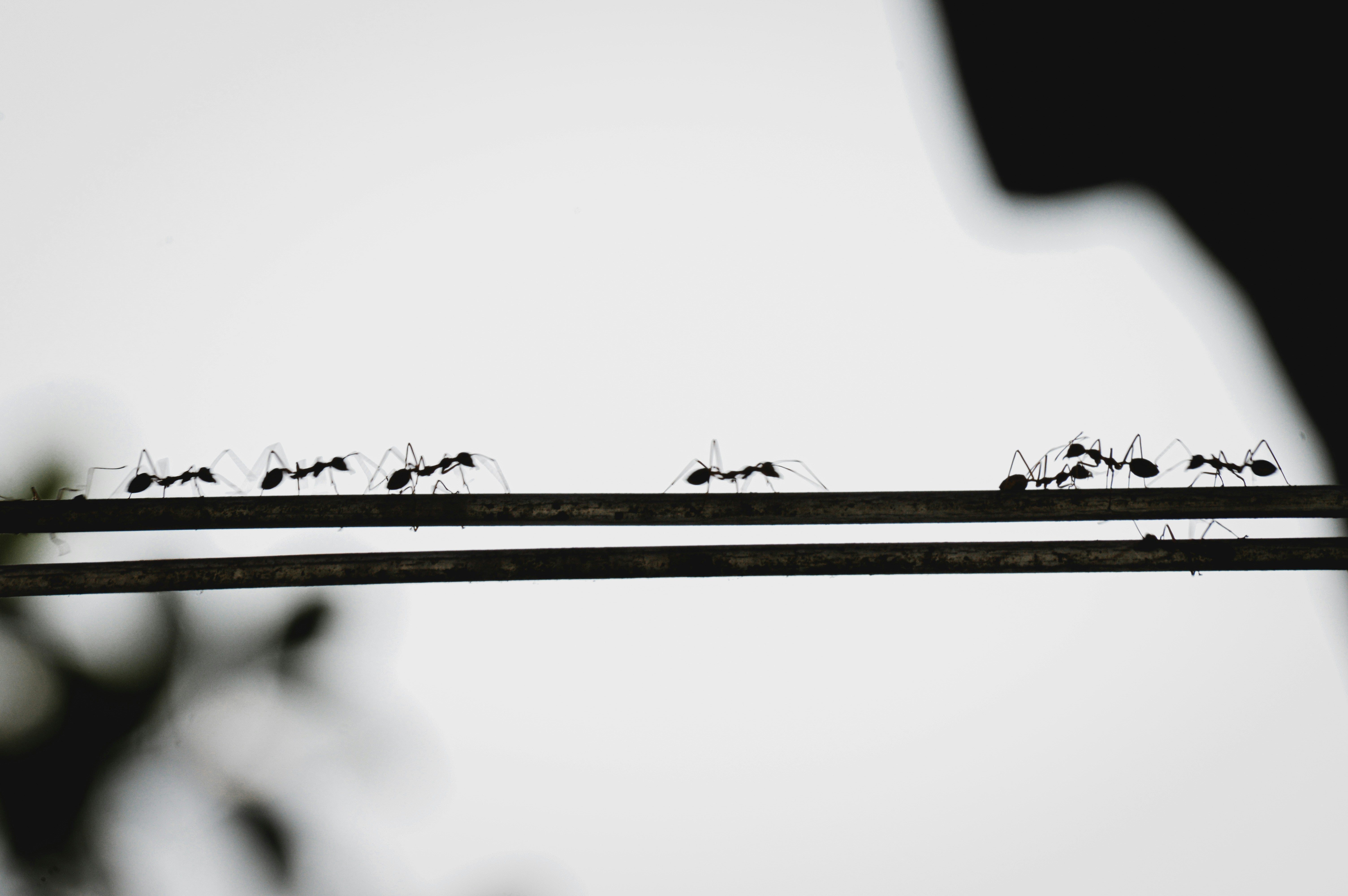 Ants walking in a line