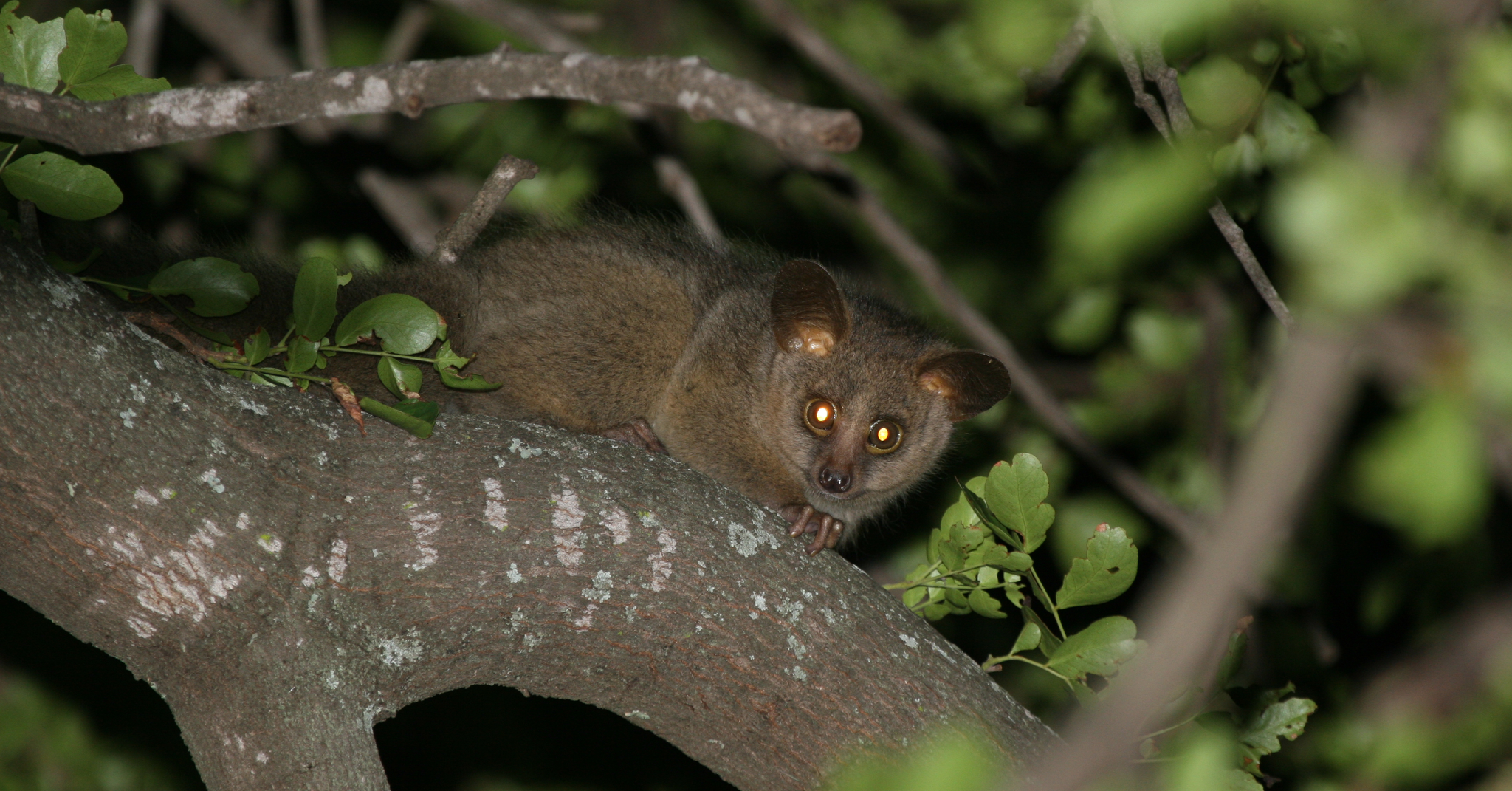 Bushbabies reclassified as "near threatened." Scientists share how to protect these adorable ...