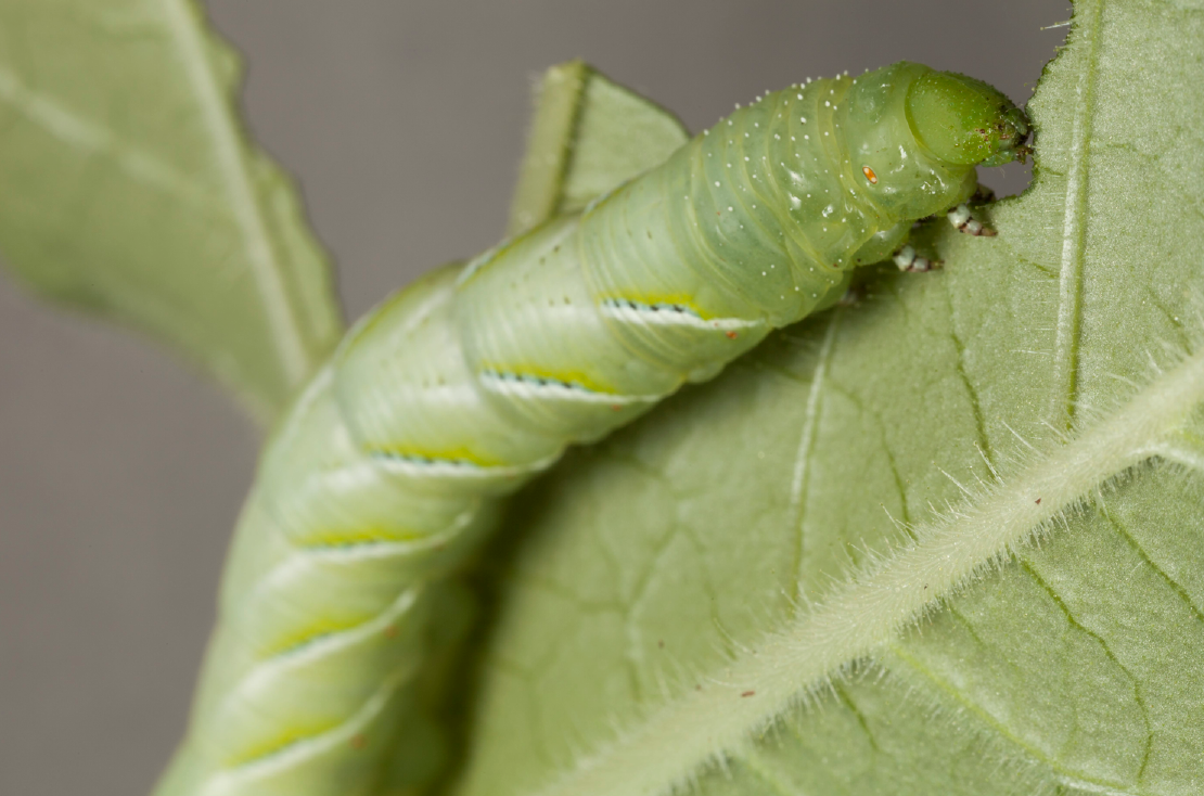 No microbes? No problem for caterpillars | CU Boulder Today | University of Colorado Boulder No microbes? No problem for caterpillars | CU Boulder Today | University of Colorado Boulder