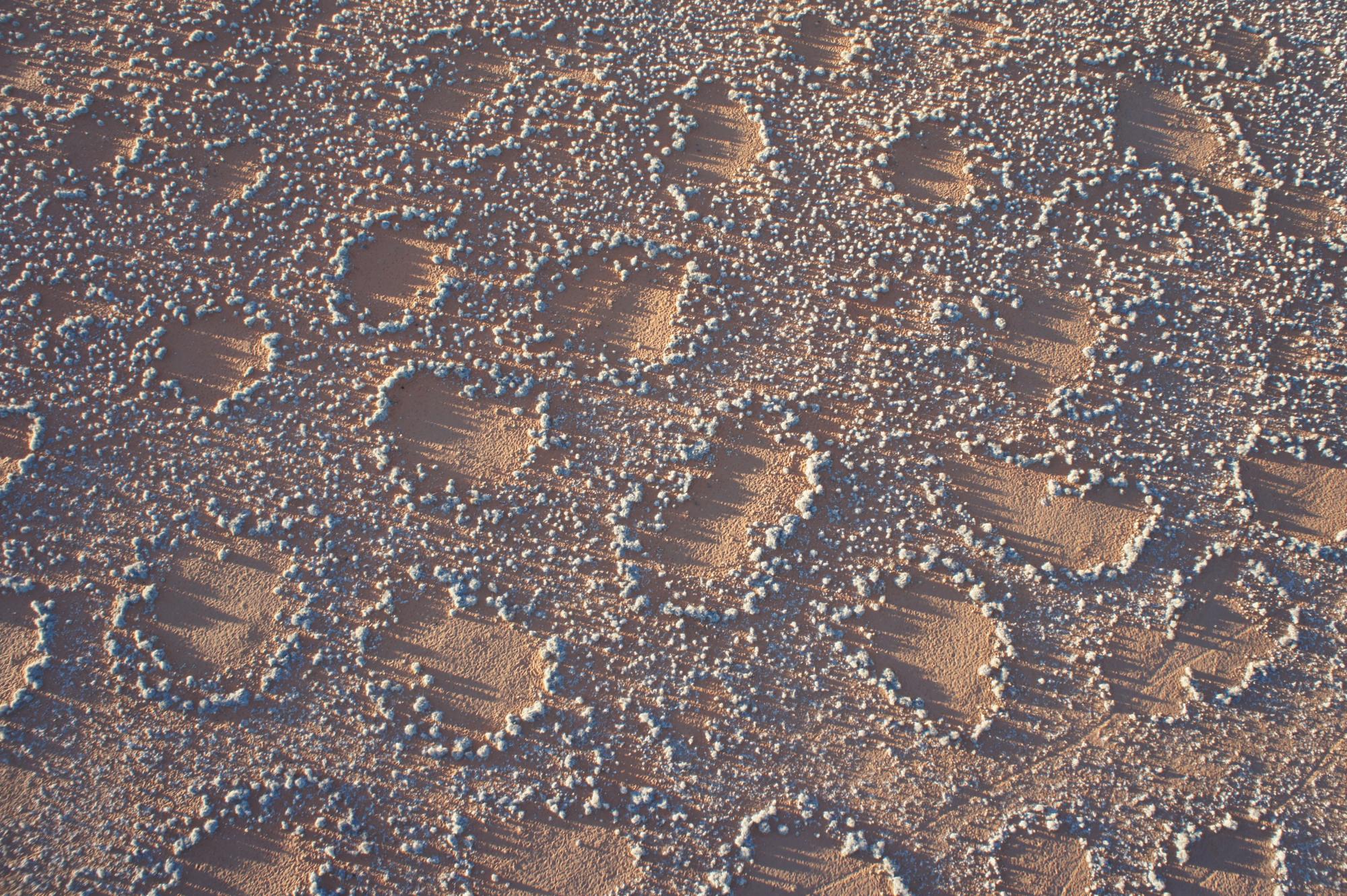 Solving the ecological mystery of Africa's fairy circles
