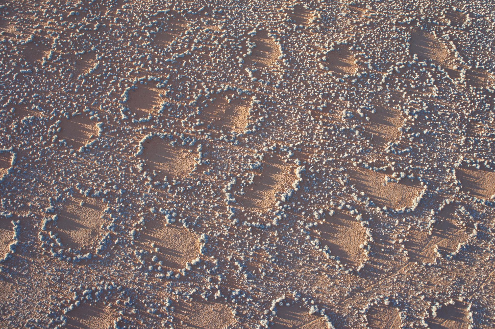 Solving The Ecological Mystery Of Africa S Fairy Circles Cu Boulder Today University Of Colorado Boulder