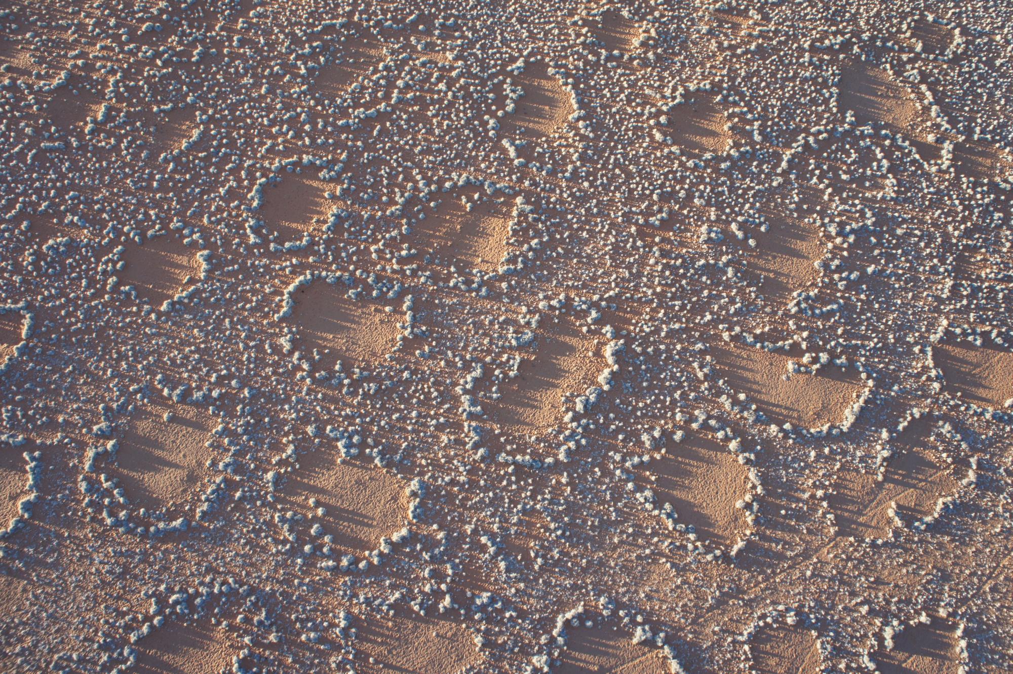 Solving the ecological mystery of Africa's fairy circles, CU Boulder Today