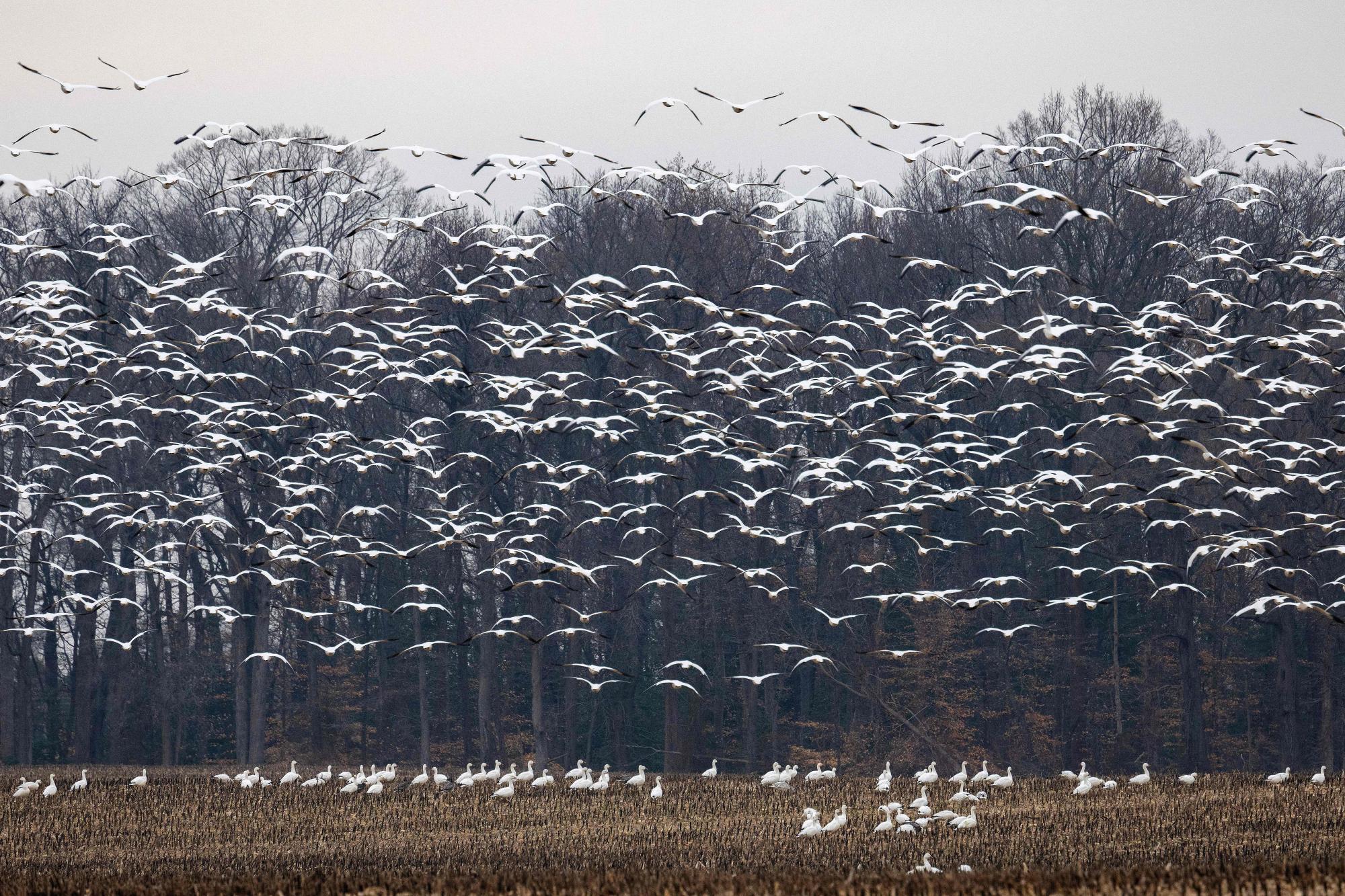 As bird flu continues to spread, what’s the risk of a human pandemic ...
