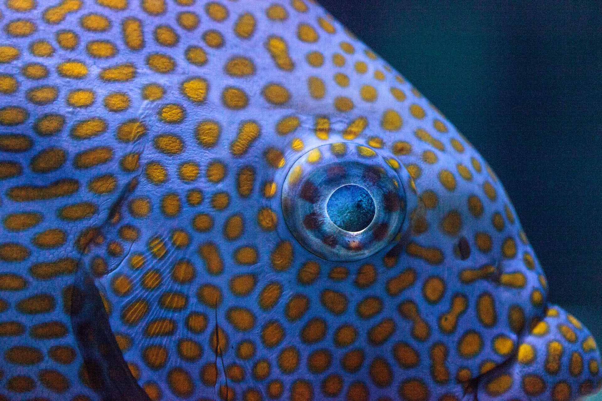 How animals get their skin patterns is a matter of physics | CU Boulder ...