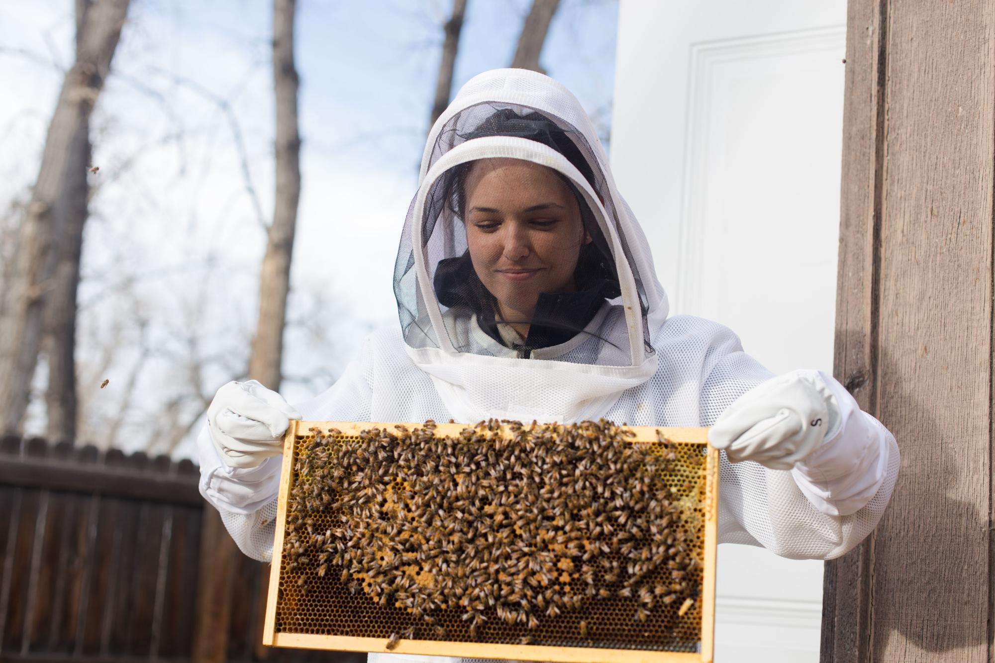How many bees can you fit in an X-ray machine? That's not a joke | CU ...