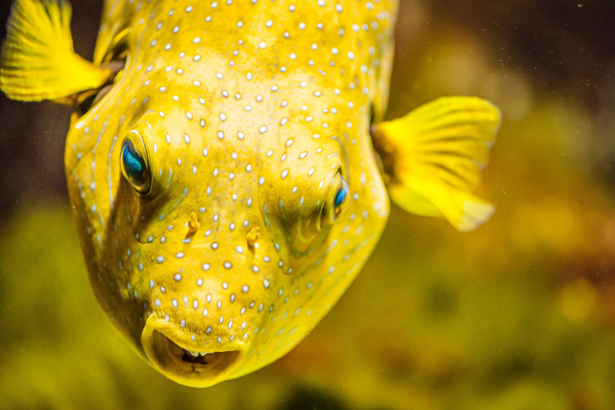 How animals get their stripes and spots | CU Boulder Today | University ...