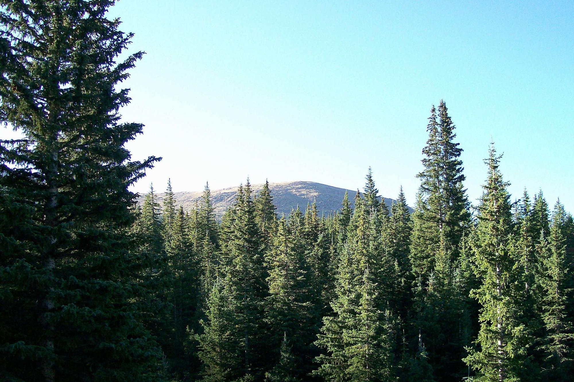 Drier conditions could doom Colorado spruce and fir trees CU Boulder