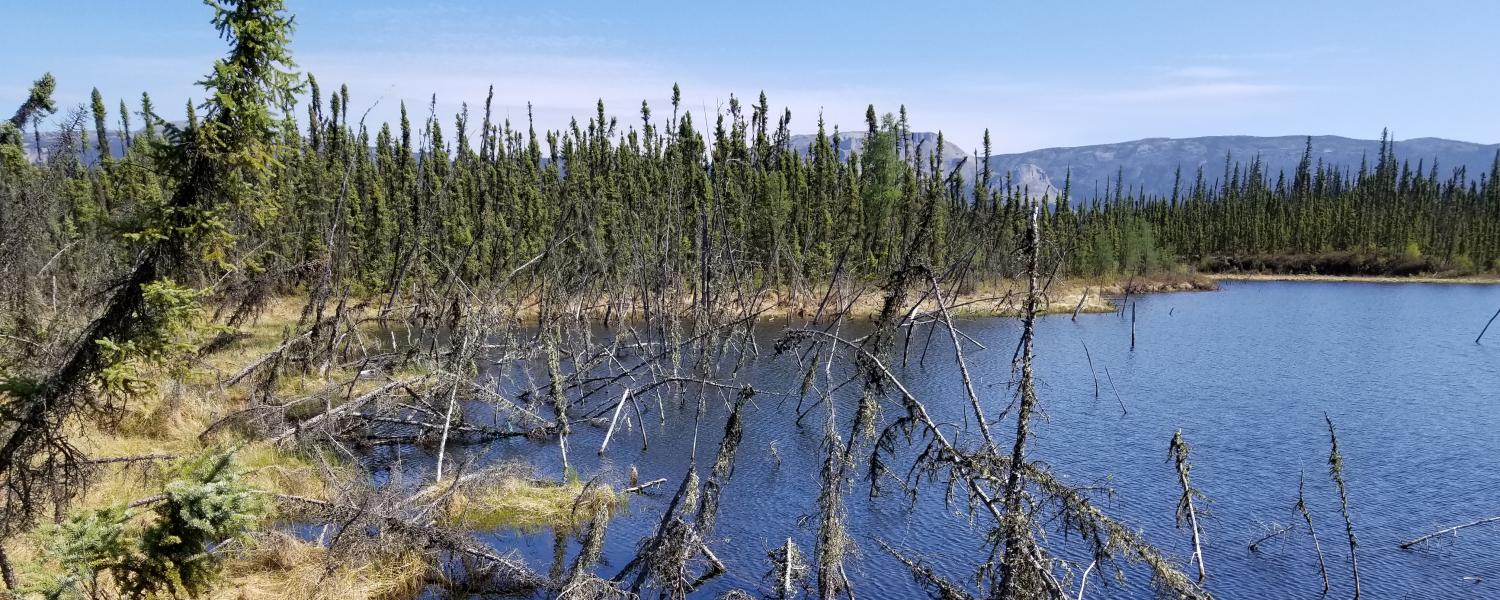 A forest sinks into a thawed permafrost lake.