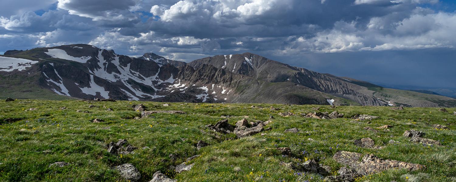 Afternoon light shines on an alpine dry meadow community