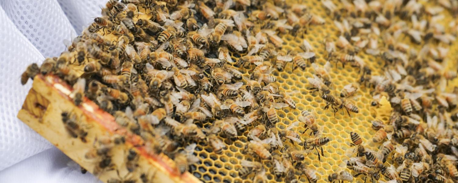 A cluster of bees on the CU Boulder campus.