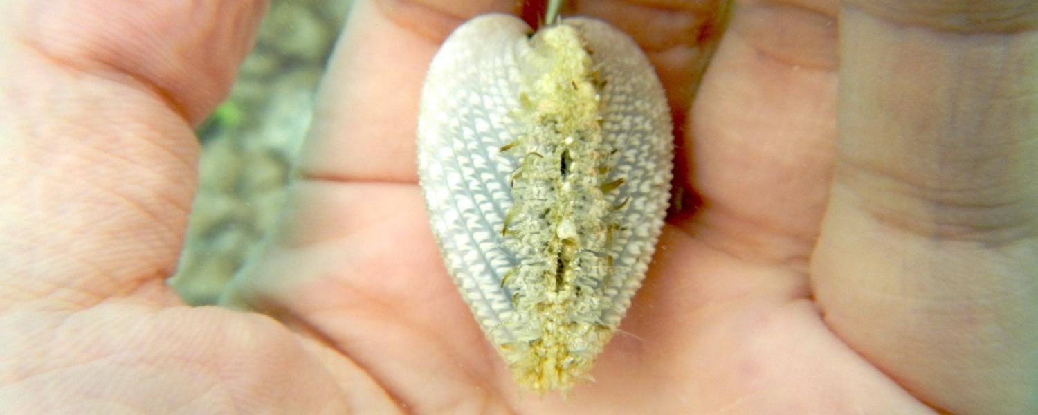 A white strawberry cockle (Fragum fragum) found in the waters of Guam.