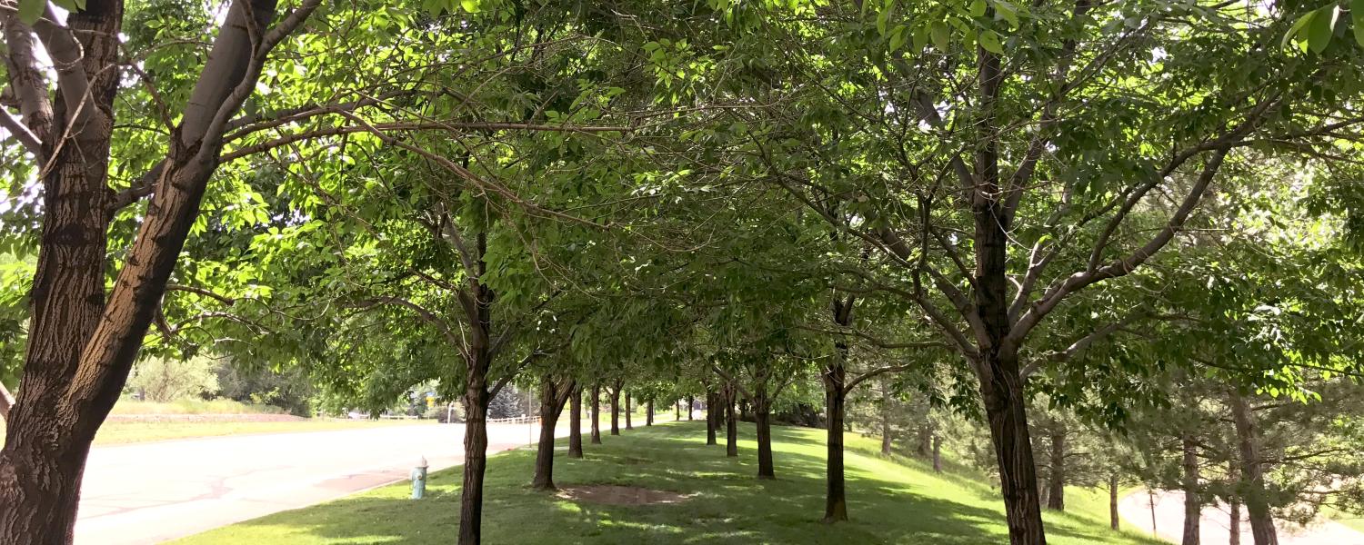 Two rows of ash trees on CU Boulder campus