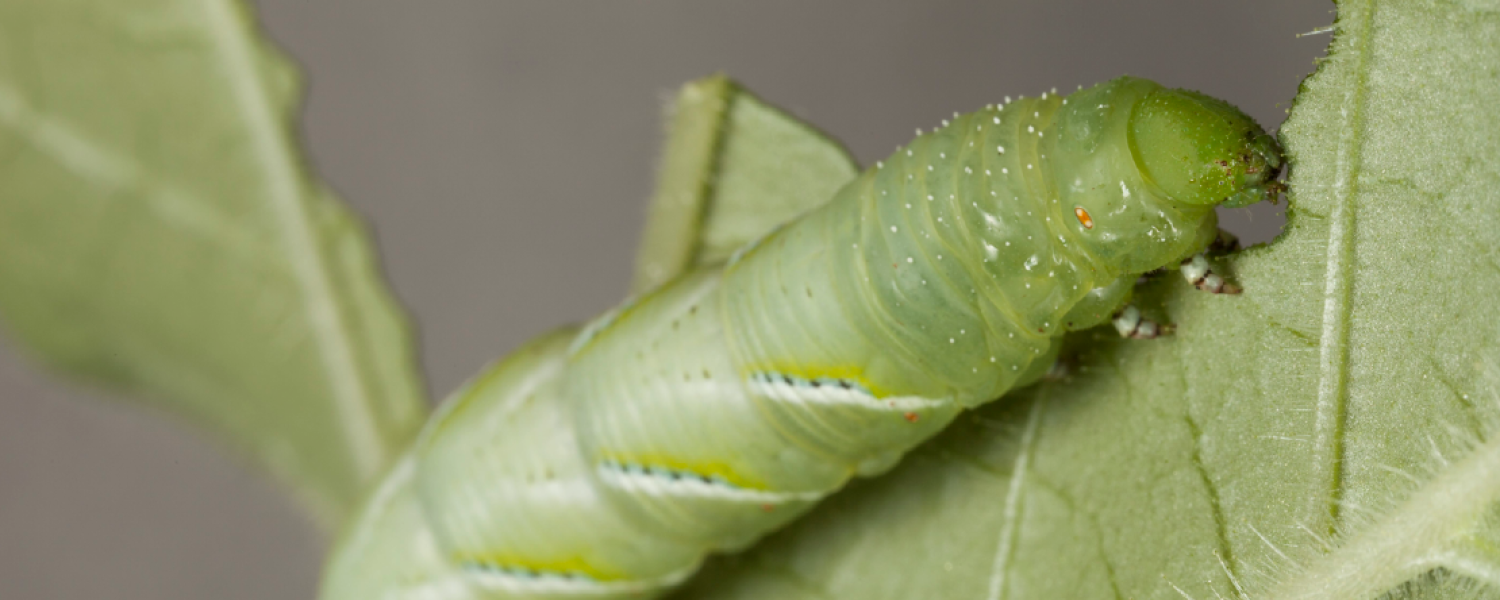 Green caterpillar eating a green leaf