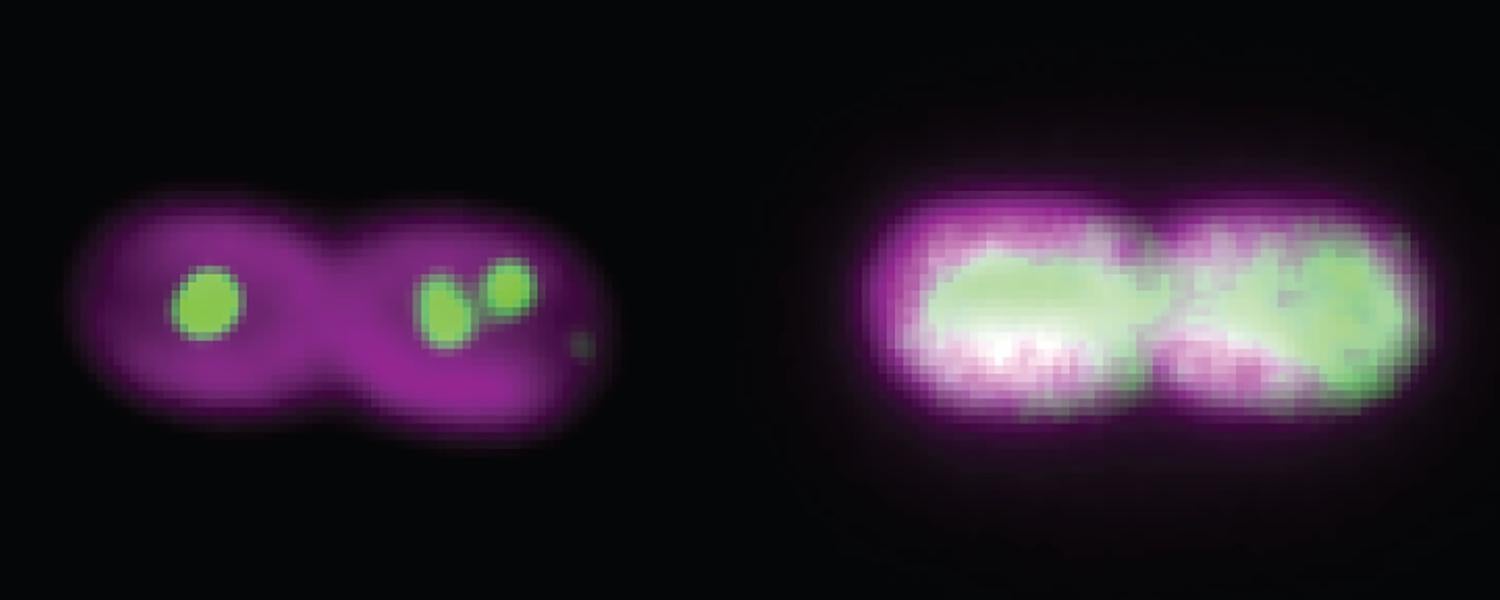 Two pairs of cyanobacteria cells dividing under the microscope.